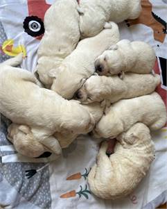 AKC Labrador Retriever puppies 