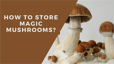 CHEAP PSILOCYBIN MUSHROOMS UNITED STATES FAST DELIVERY