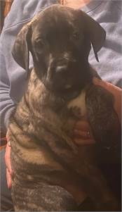 Presa Canario Puppies